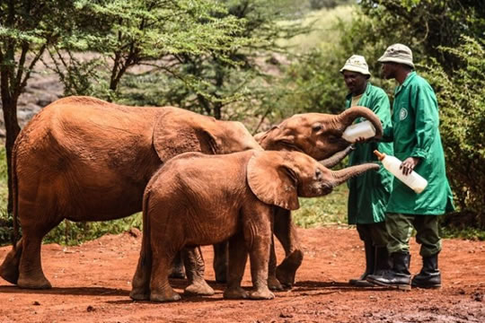David Sheldrick's Wildlife Trust (Elephant Orphanage)